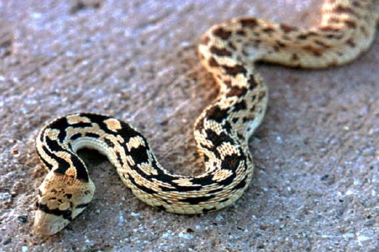 Kiwanis' Family Fun Days SSSSSNAKESSSSS! Cave Creek Museum